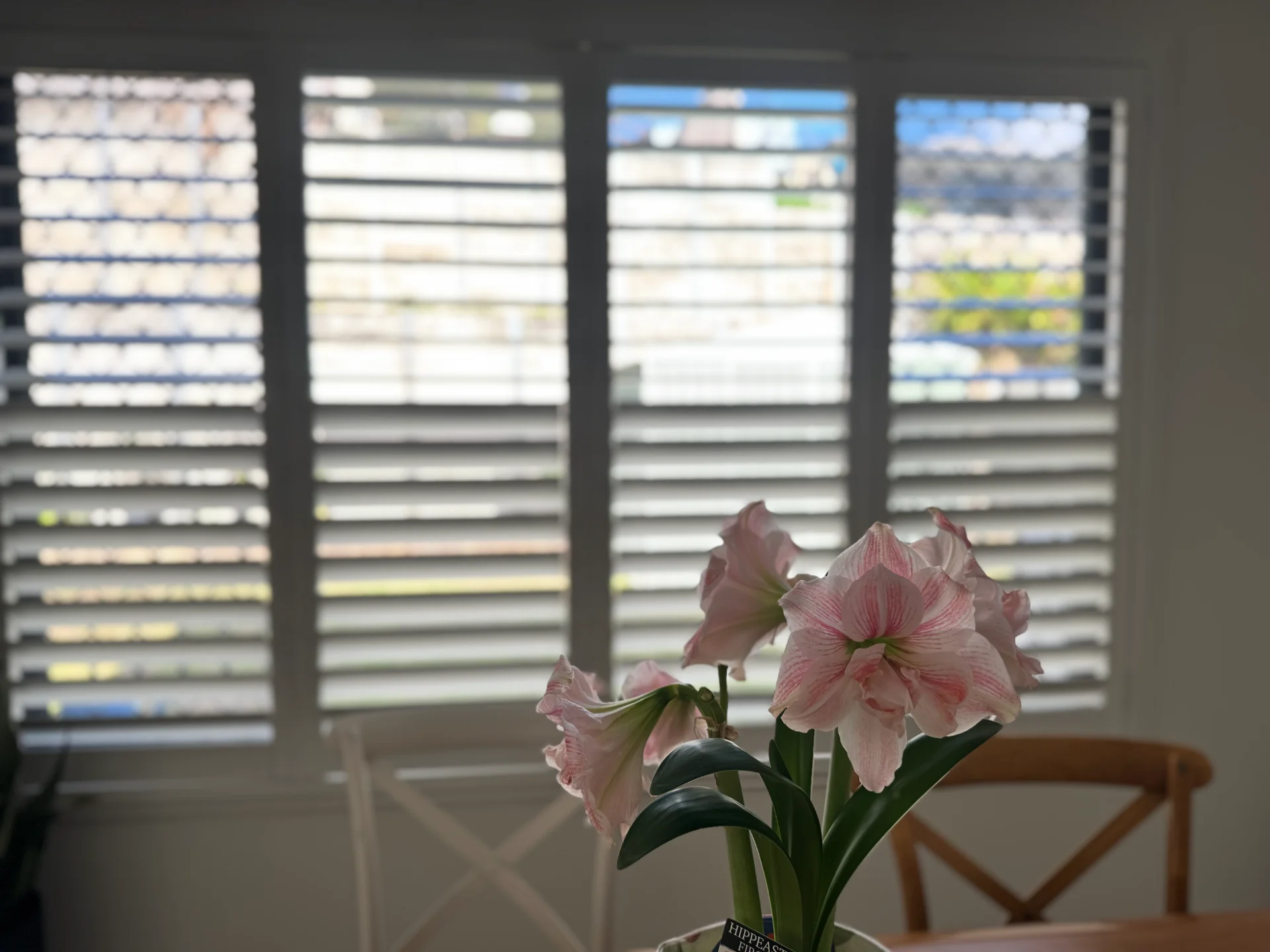shutter-hinged-dining-loganholme-1 — Shutter Hinged — dining — shutters